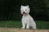 WESTIE 418